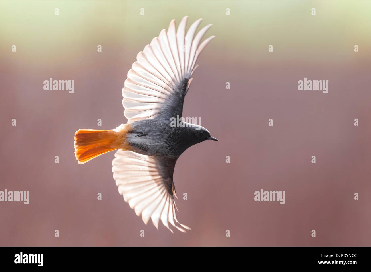 Black Redstart (Phoenicurus Ochruros) Stockfoto