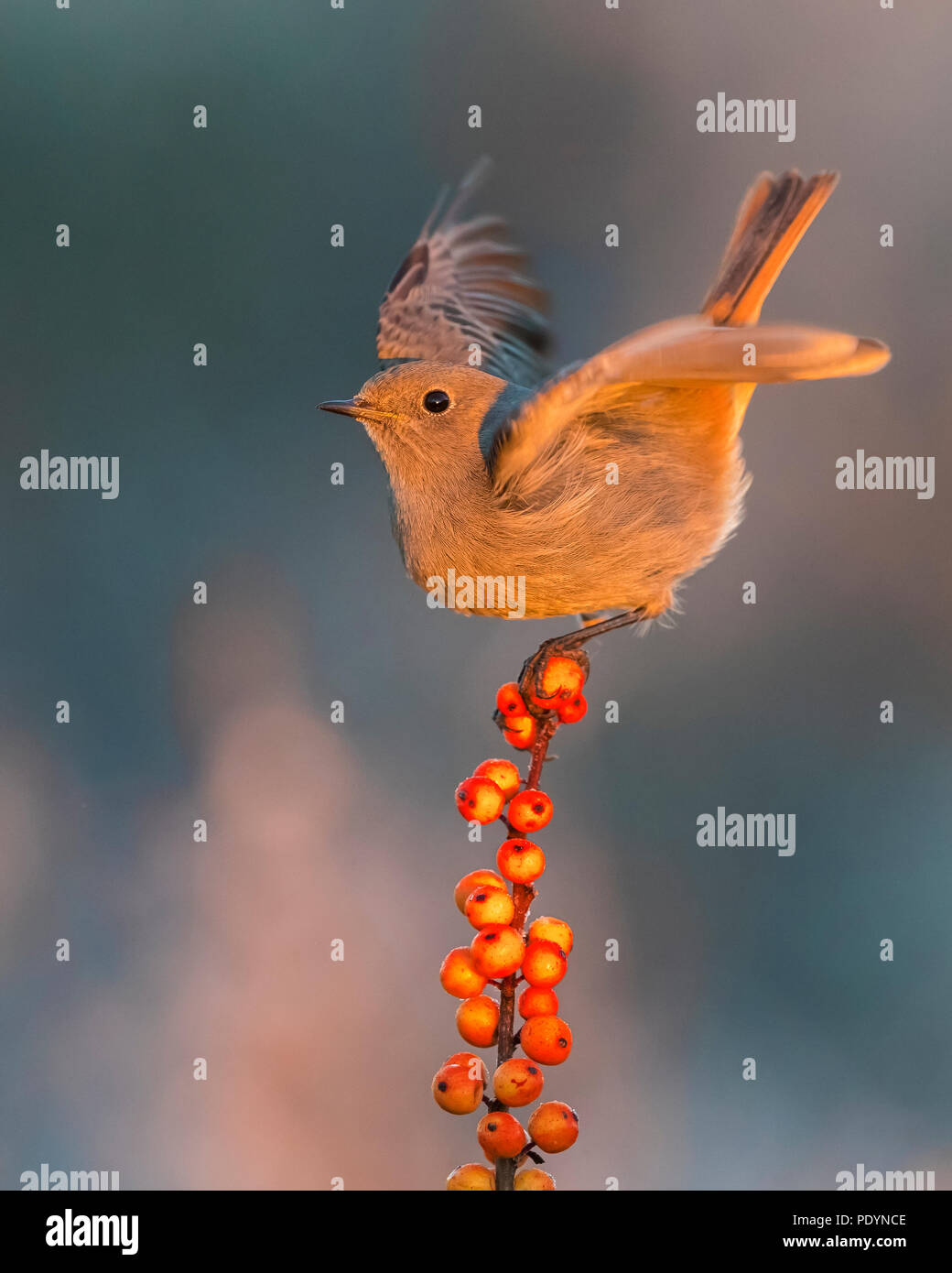 Black Redstart (Phoenicurus Ochruros) Stockfoto