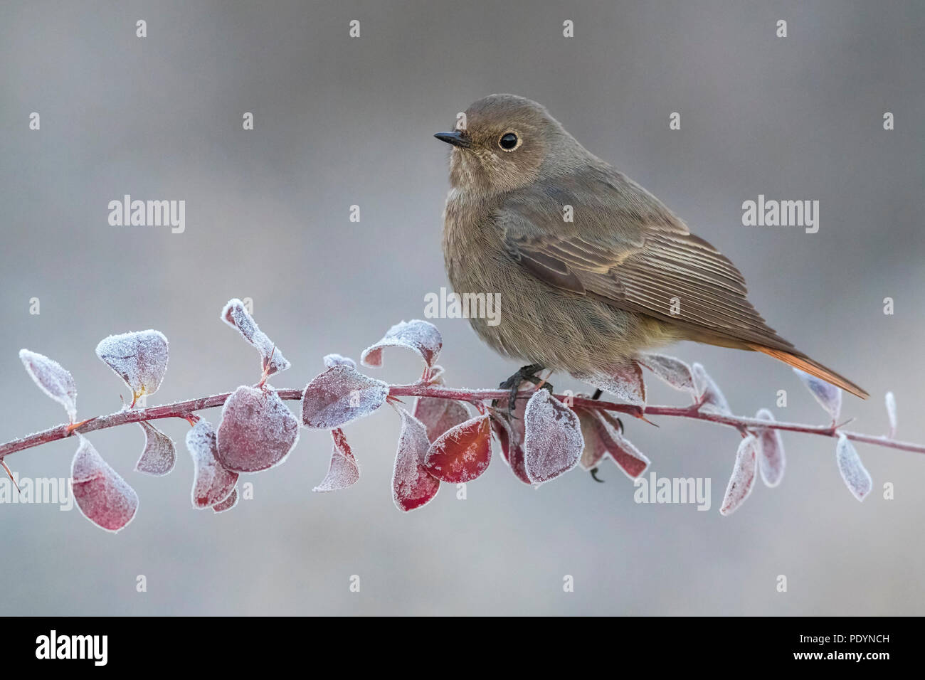 Black Redstart (Phoenicurus Ochruros) Stockfoto