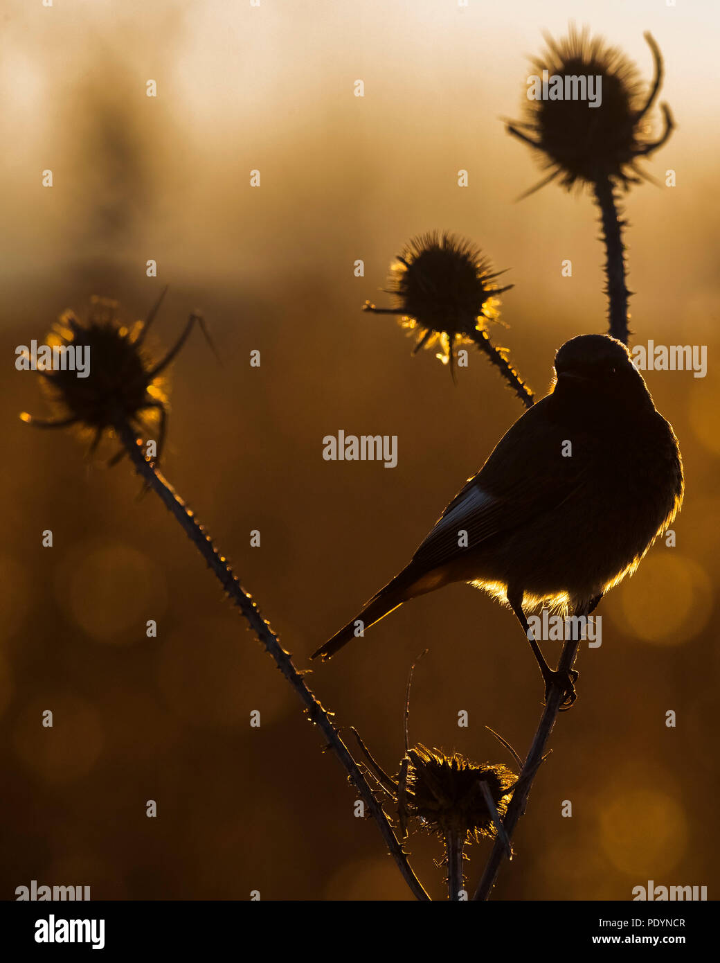 Black Redstart (Phoenicurus Ochruros) Stockfoto