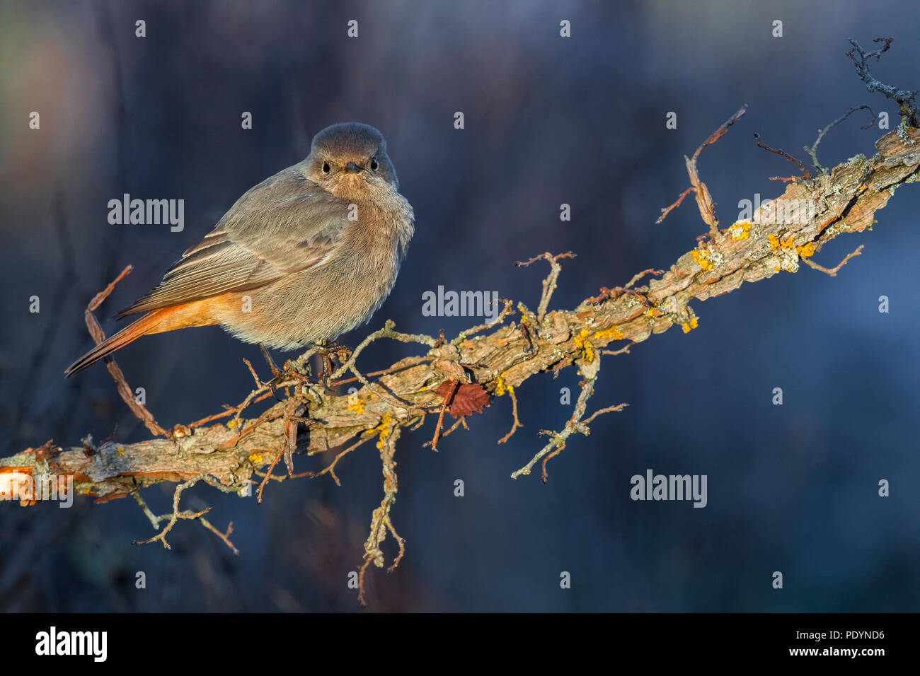 Black Redstart (Phoenicurus Ochruros) Stockfoto