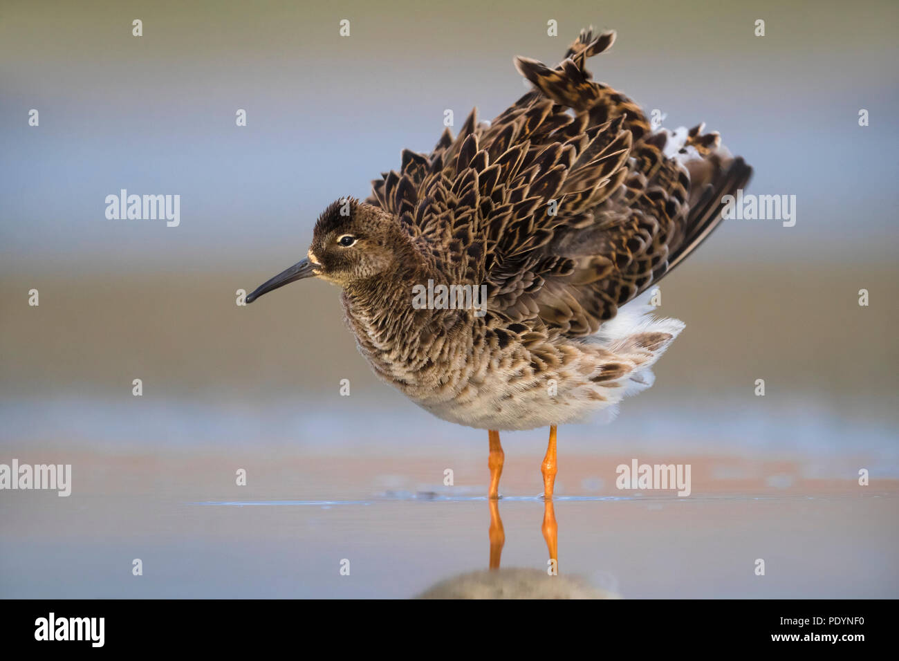 Ruff; Philomachus pugnax Stockfoto