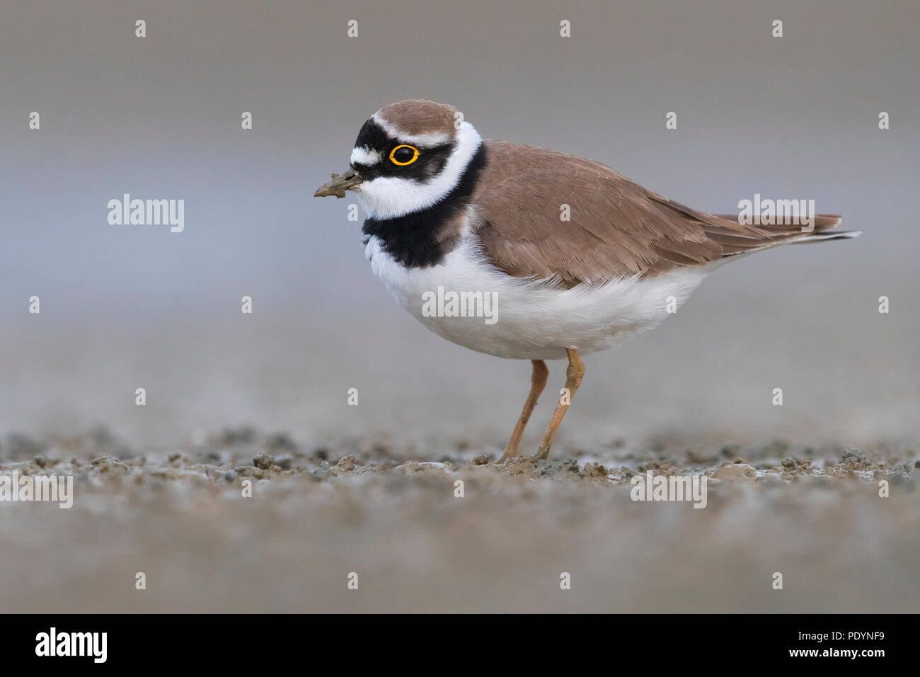 Flussregenpfeifer Charadrius dubius; Stockfoto