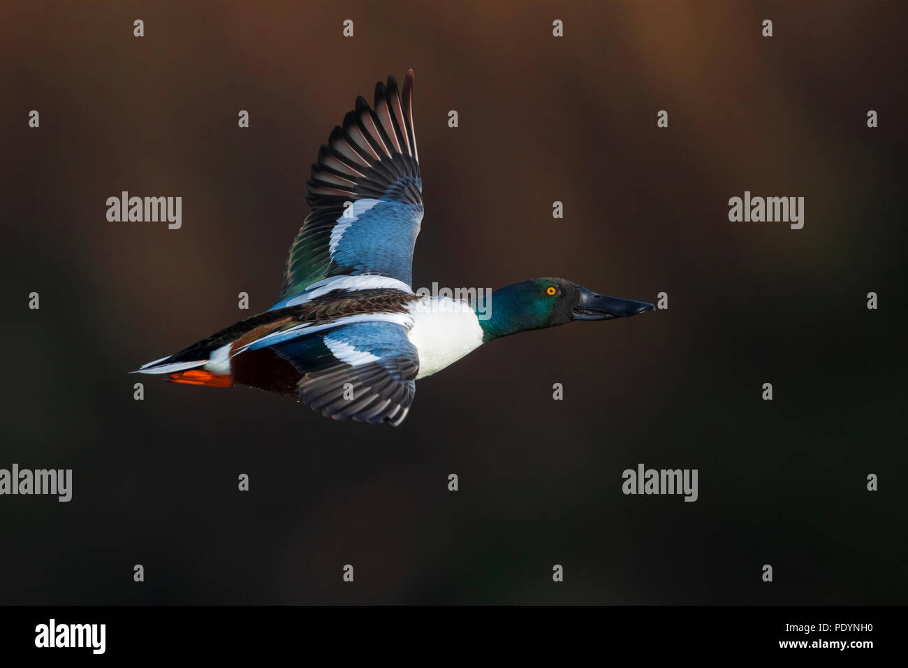 Flying drake Northern Shoveler Anas Clypeata; Stockfoto