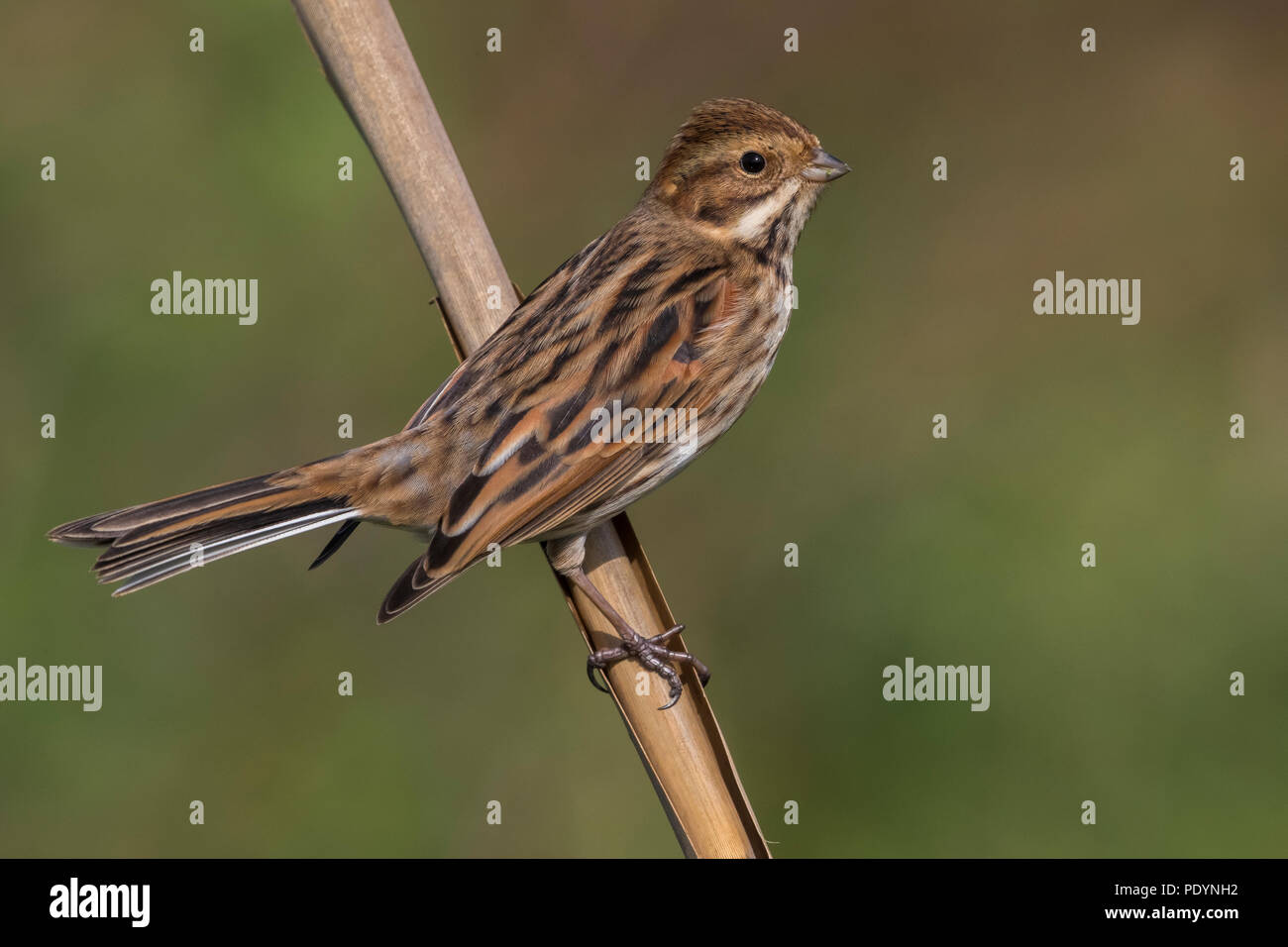 Rohrammer Emberiza schoeniclus; Stockfoto