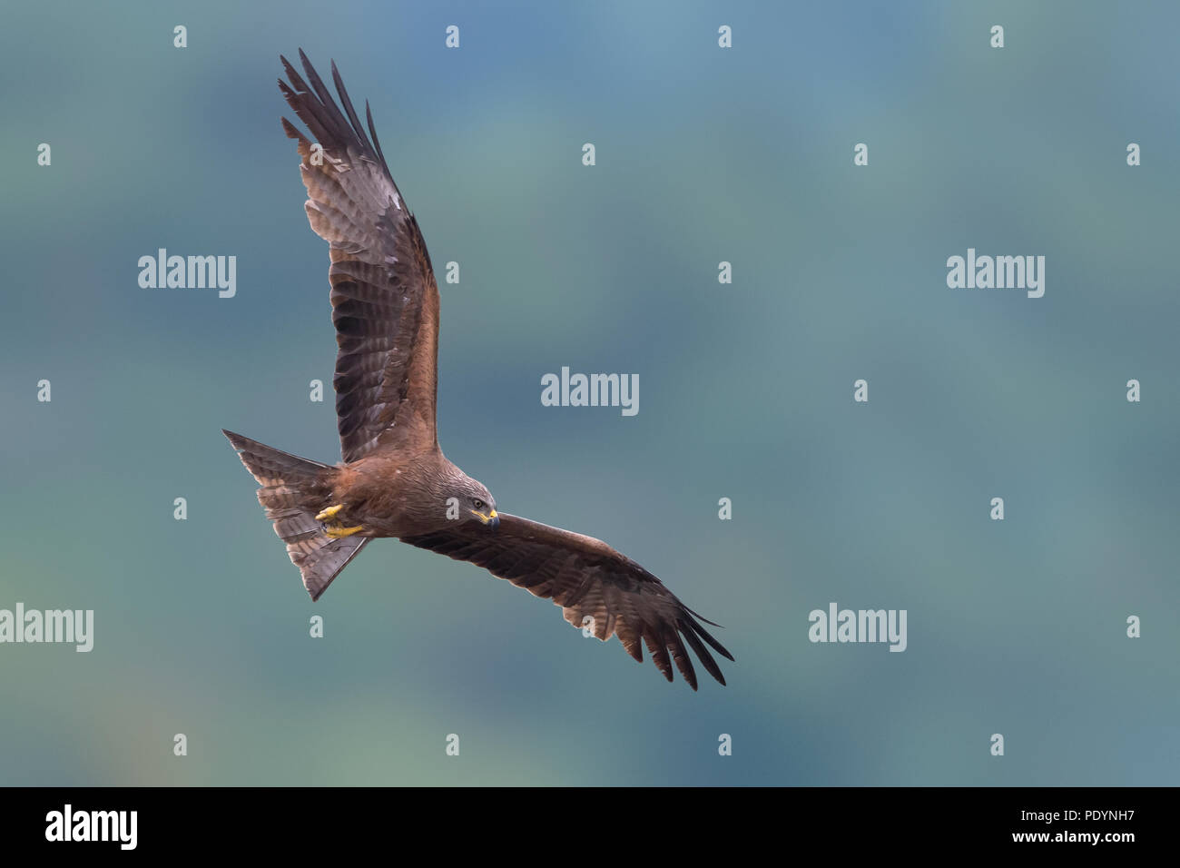 Schwarze Drachen; MILVUS MIGRANS Stockfoto