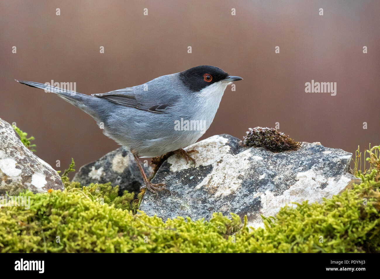 Männliche sardischen Warbler; Sylvia melanocephala Stockfoto