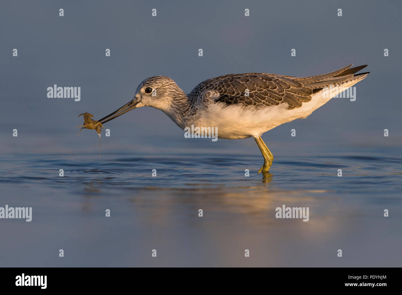 Tringa nebularia Greenshank; Stockfoto