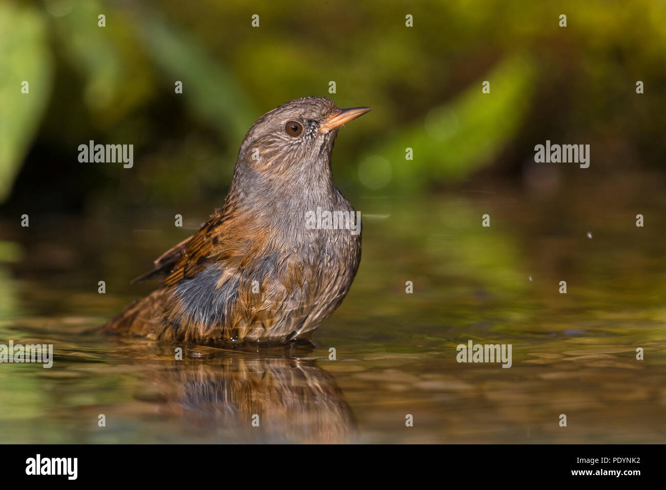 Dunnock; Phasianus colchicus Stockfoto