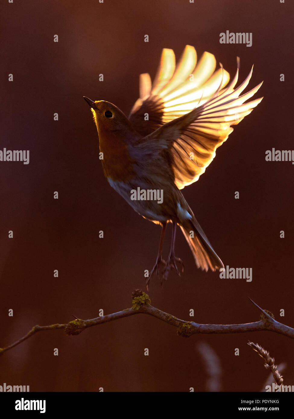Europäische Robin; Erithacus rubecula Stockfoto