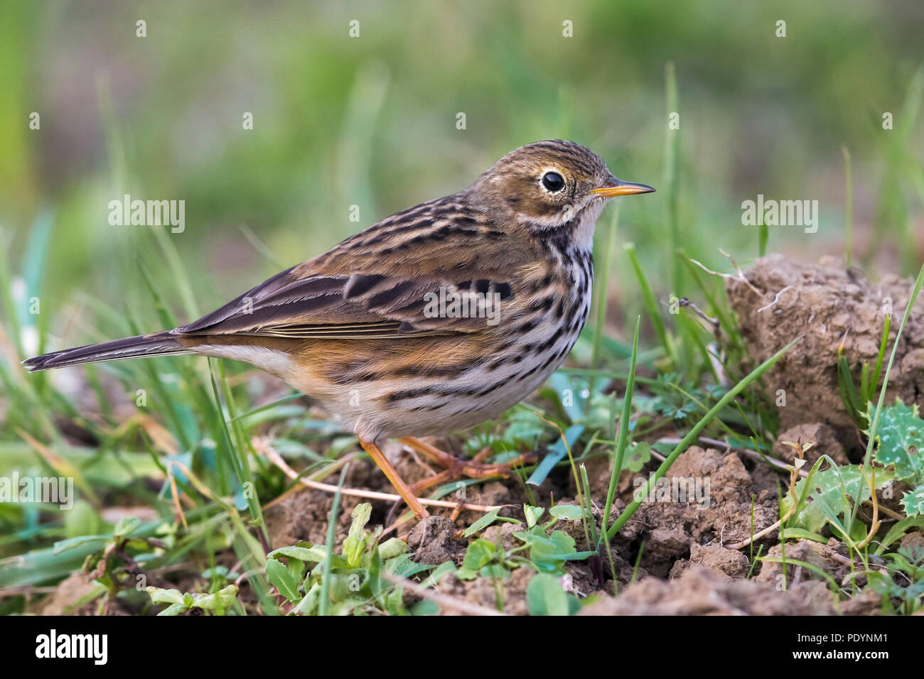 Wiese Pieper; Anthus pratensis Stockfoto