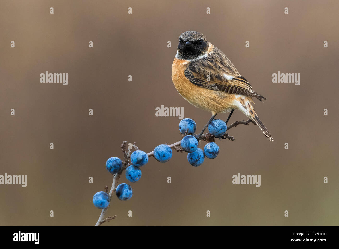 Europäische Schwarzkehlchen; Saxicola rubicola Stockfoto