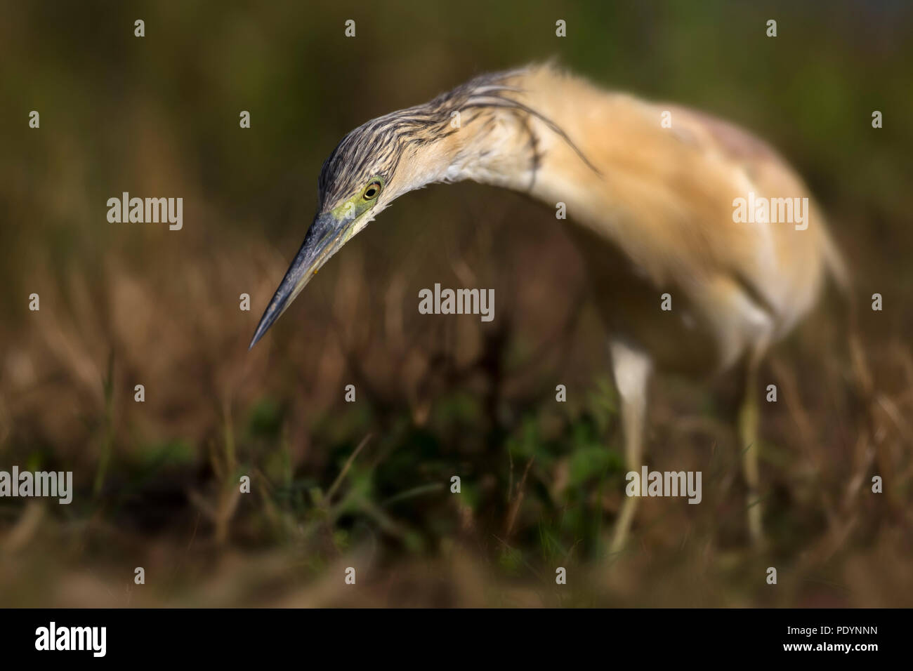 Ardeola ralloides Squacco Heron; Stockfoto