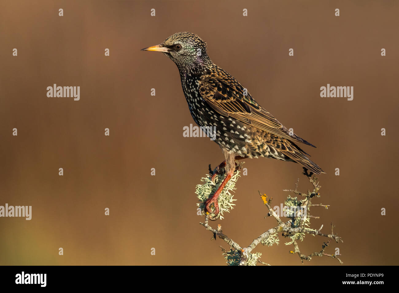 Common Starling, Sturnus vulgaris Stockfoto