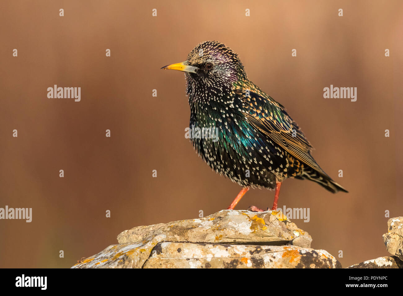 Common Starling, Sturnus vulgaris Stockfoto