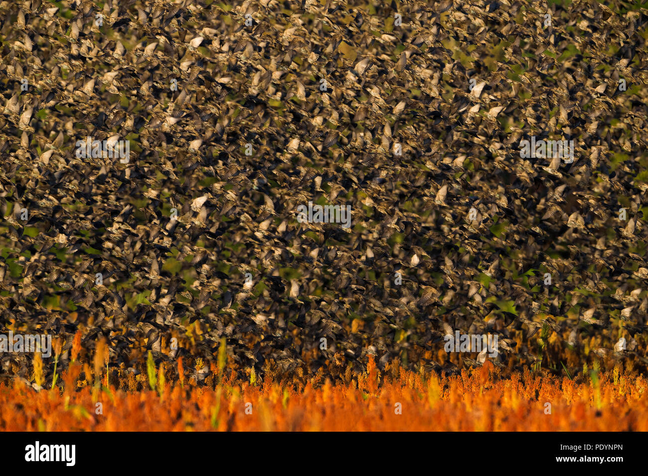 Große fliegende Herde von gemeinsamen Stare Sturnus vulgaris; Stockfoto