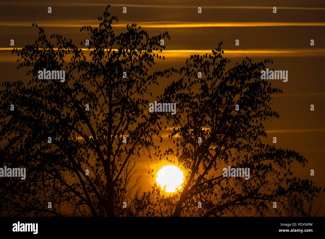 Gemeinsame Stare Rastplätze in Bäume bei Sonnenuntergang Stockfoto