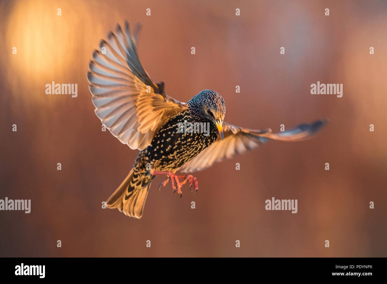Flying Common Starling, Sturnus vulgaris Stockfoto