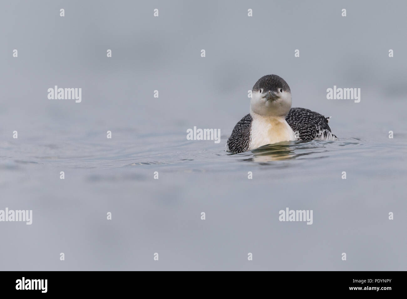 Red-throated Diver; Gavia Stellata Stockfoto