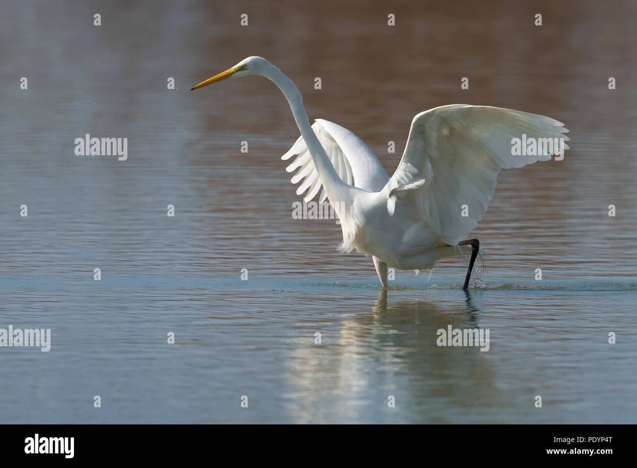 Grote Zilverreiger; Silberreiher; Casmerodius Albus Stockfoto