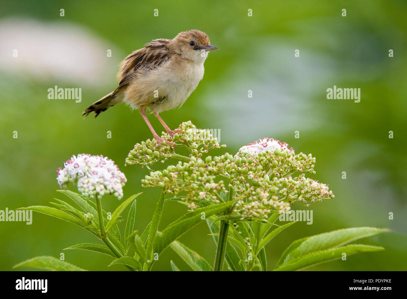 Zitting Cisticola juncidis Cisticola;; Graszanger Stockfoto