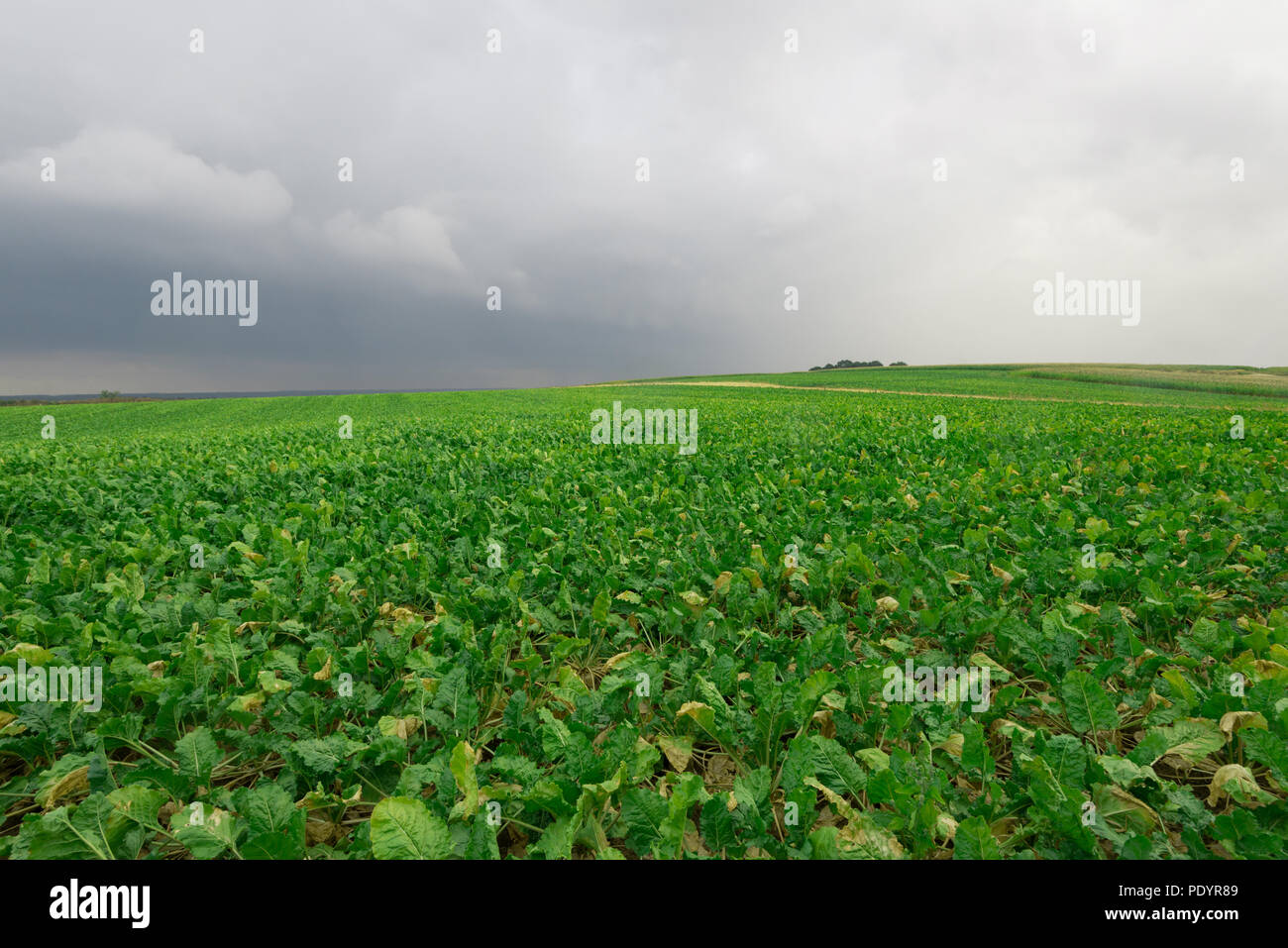 Große Zuckerrübe Feld an einem bewölkten Tag. Stockfoto