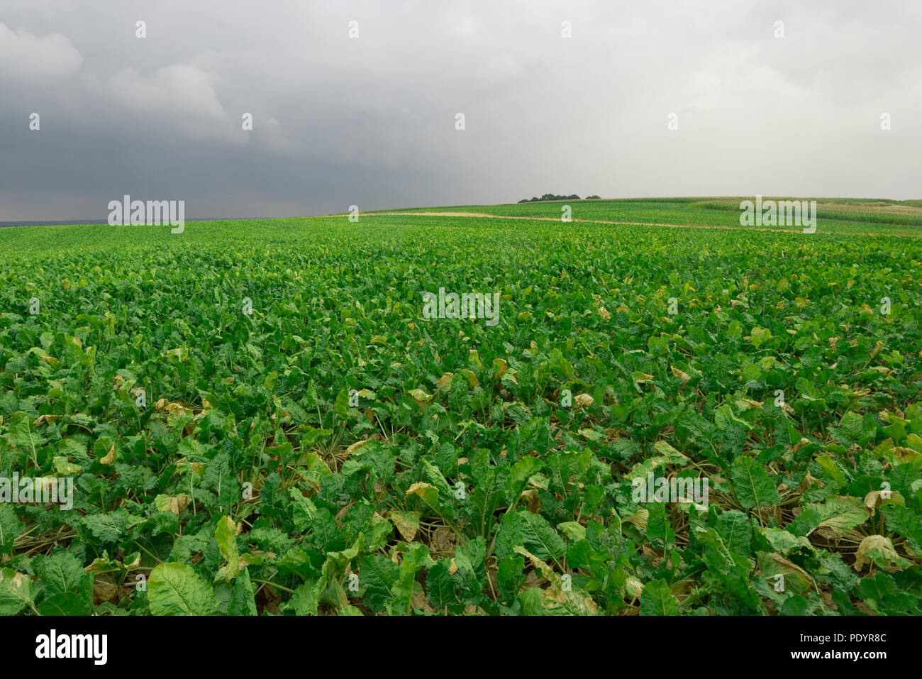 Große Zuckerrübe Feld an einem bewölkten Tag. Stockfoto