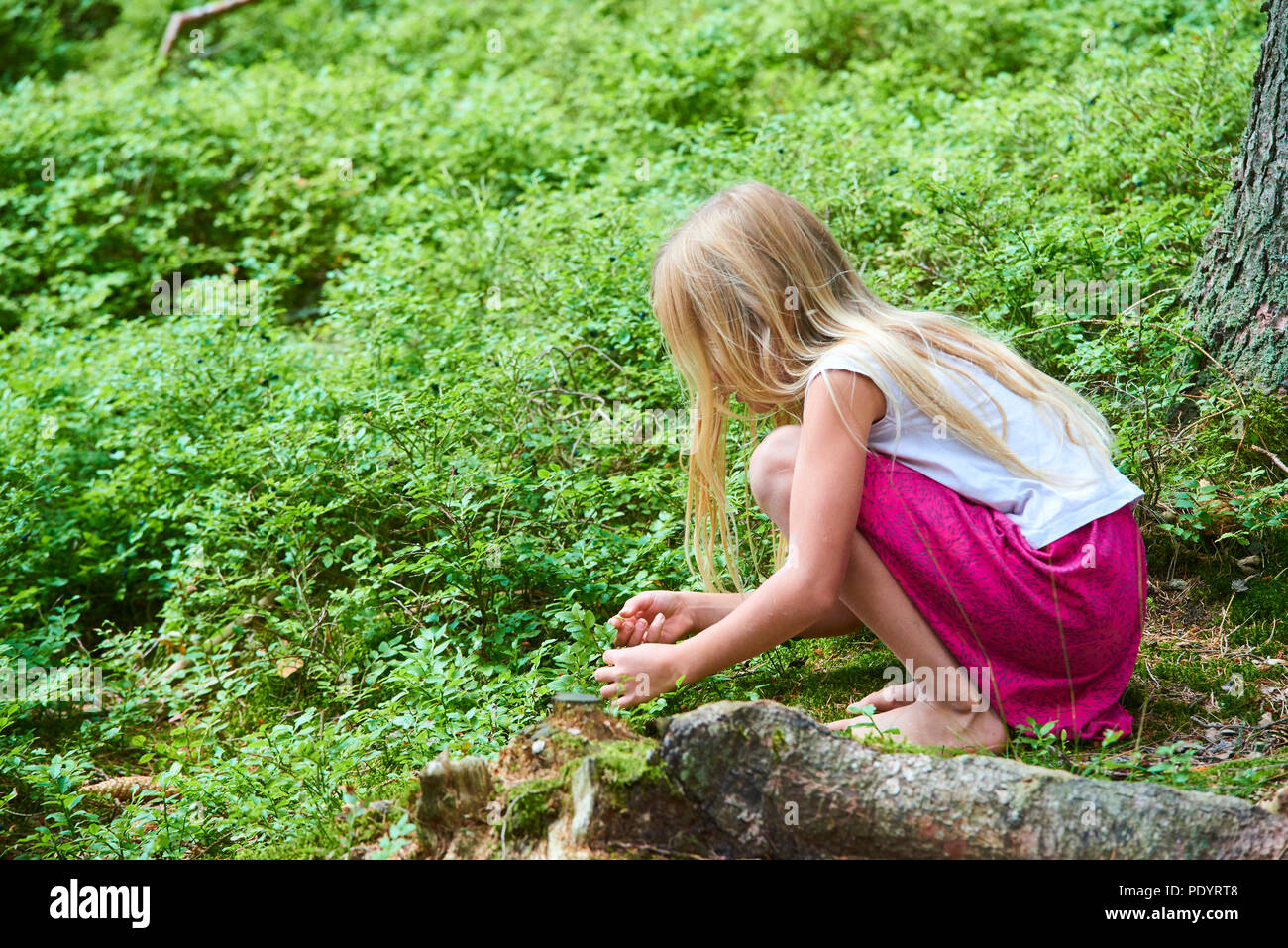 Kind blond adorable girl Kommissionierung frische Beeren auf blueberry Feld im Wald. Kind abholen Heidelbeeren im Wald. Kleine süße Mädchen spielen im Freien. Stockfoto