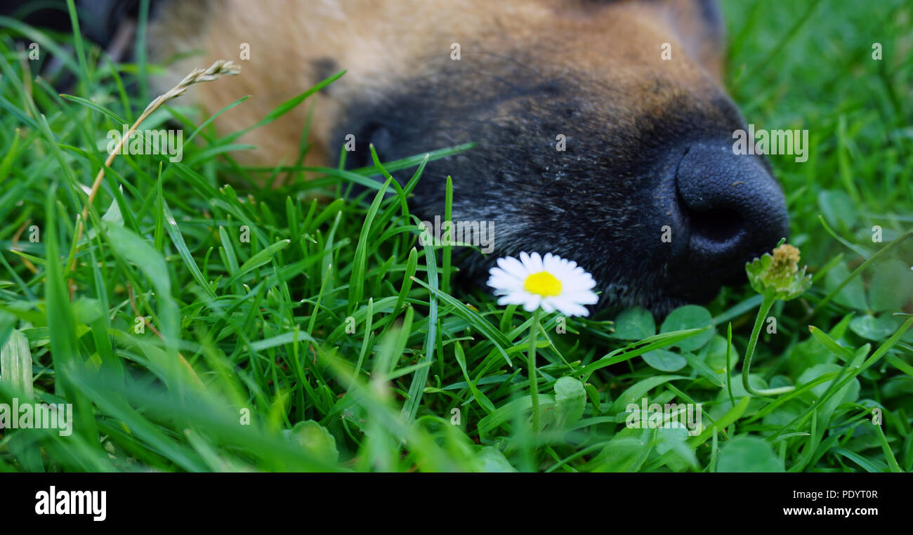 Schlafende Hund im grünen Gras und weiße Blume Stockfoto