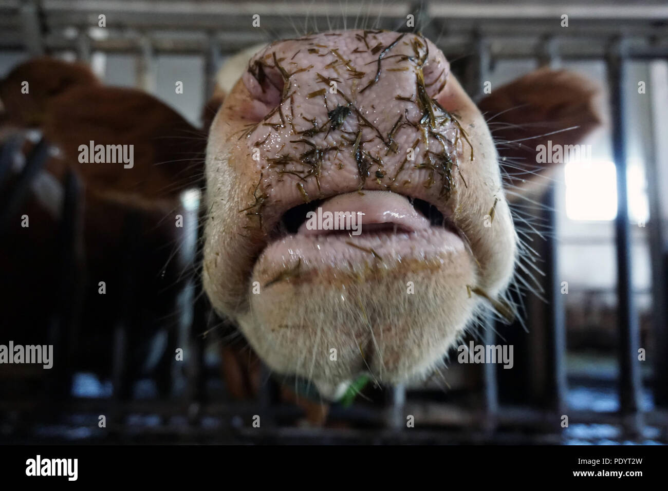 Nasse Schnauze einer Kuh Stockfoto