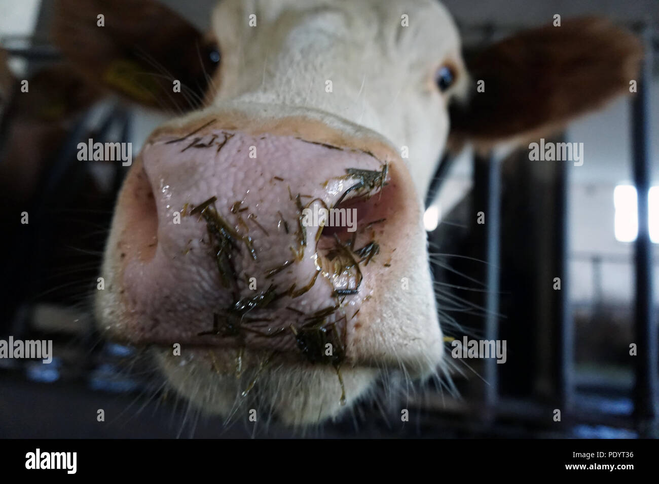 Nasse Schnauze einer Kuh Stockfoto