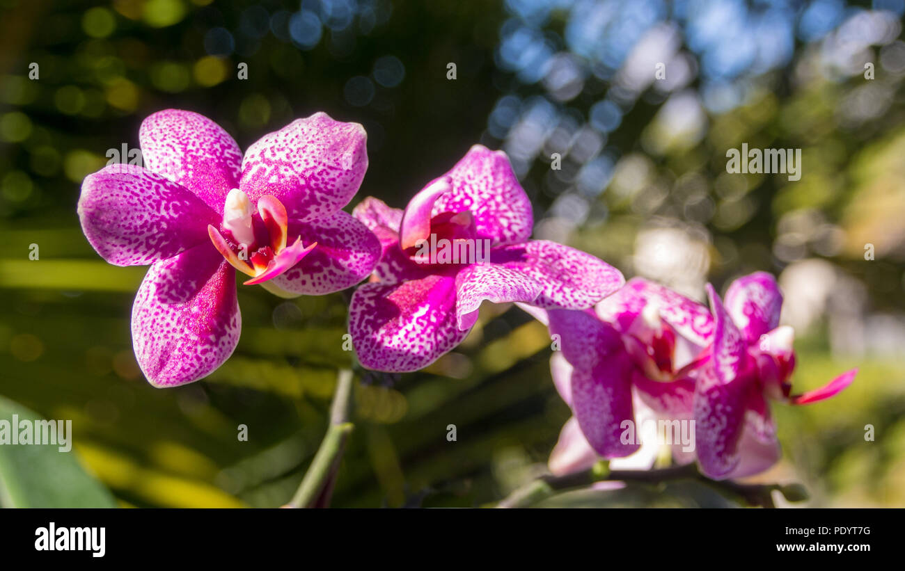 Pink Orchid Zweig phaleonopsis Nahaufnahme Stockfoto