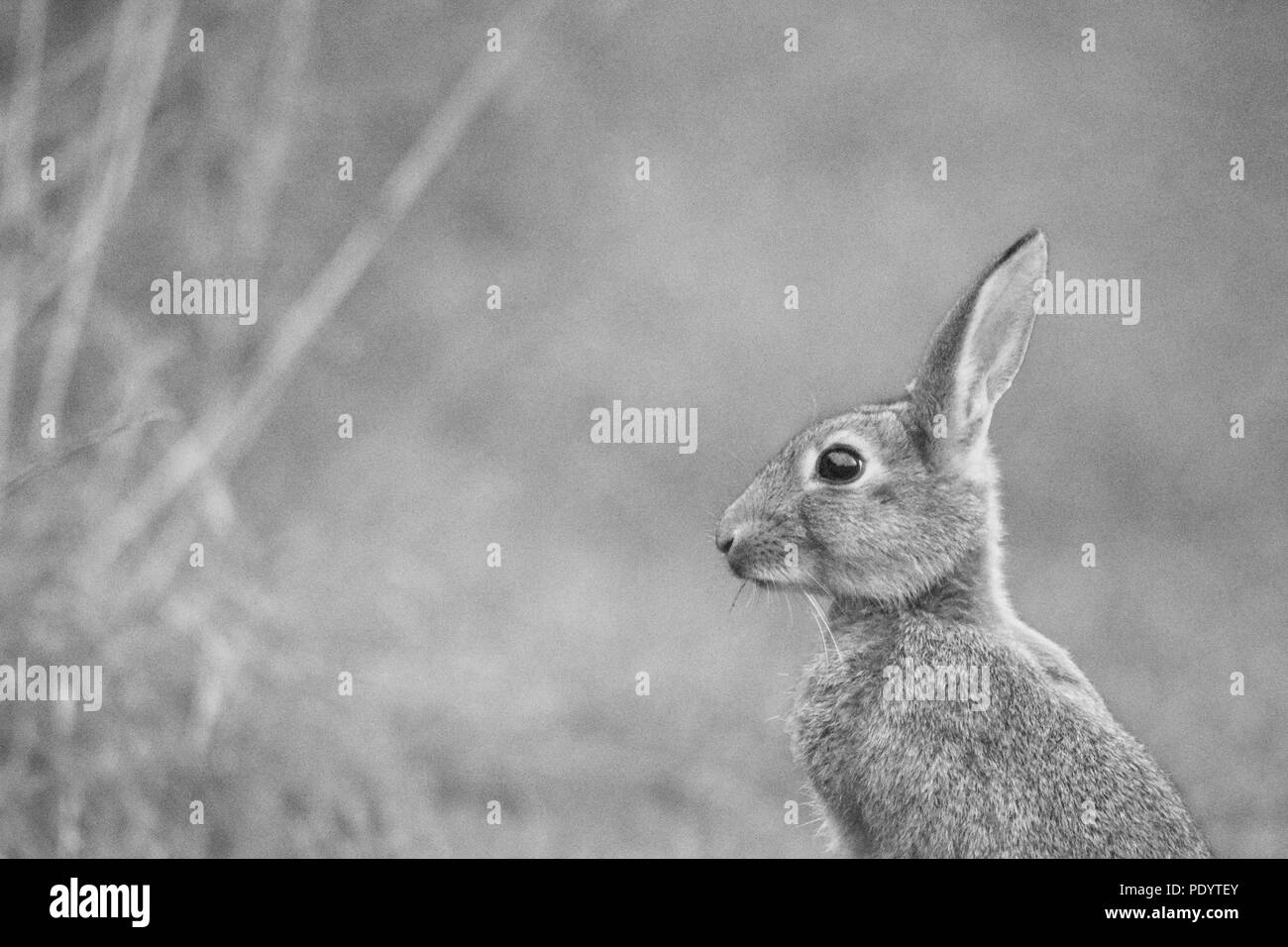 Kaninchen Schwarz und Weiß Stockfoto