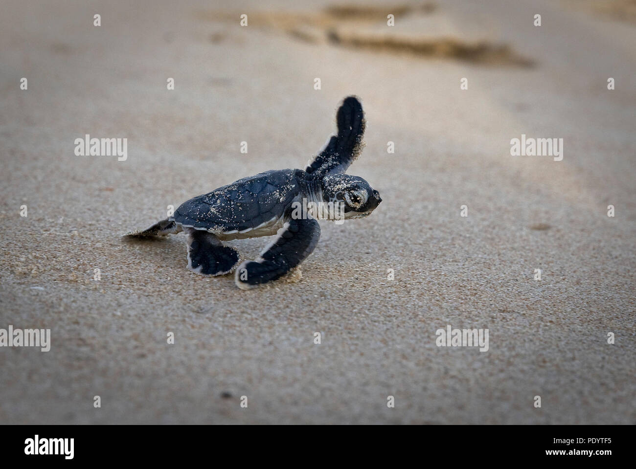 Eine frisch geschlüpfte Schildkröte macht ein Strich für den Ozean auf der Insel Lamu, Kenia, 10. August 2018. Stockfoto