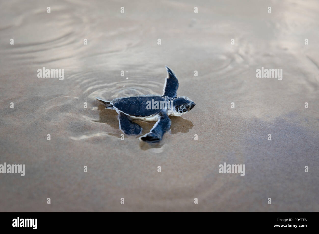 Eine frisch geschlüpfte Schildkröte macht ein Strich für den Ozean auf der Insel Lamu, Kenia, 10. August 2018. Stockfoto