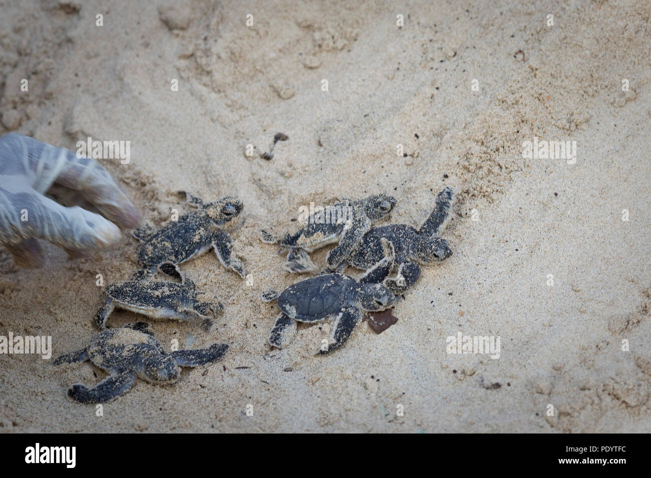 Frisch geschlüpfte Schildkröten sind dazu beigetragen, durch die eine Person macht ein Strich für den Ozean auf der Insel Lamu, Kenia, 10. August 2018. Stockfoto