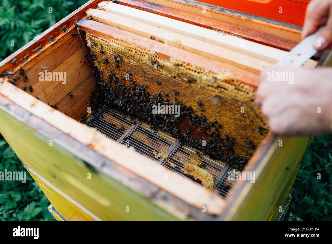 Innerhalb eines Bienenstockes Stockfoto