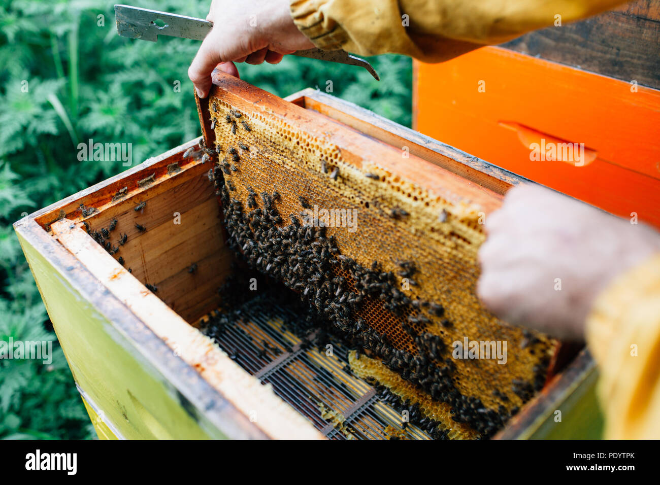 Nahaufnahme eines Bienenstockes Rahmen voll natürlicher Honig Stockfoto