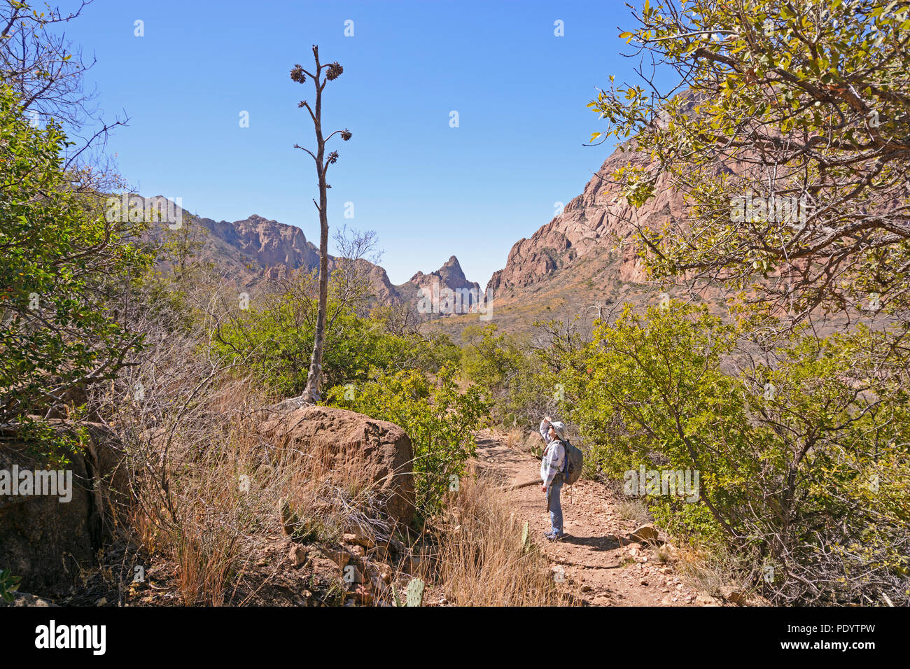 Wanderer mit Blick auf die Überreste eines Jahrhunderts Pflanze Stengel im Big Bend National Park in Texas Stockfoto