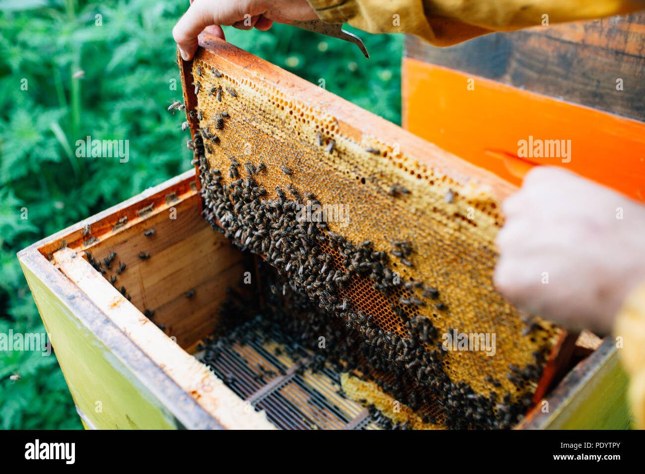 Das Sammeln von Honig aus dem Bienenstock Stockfoto