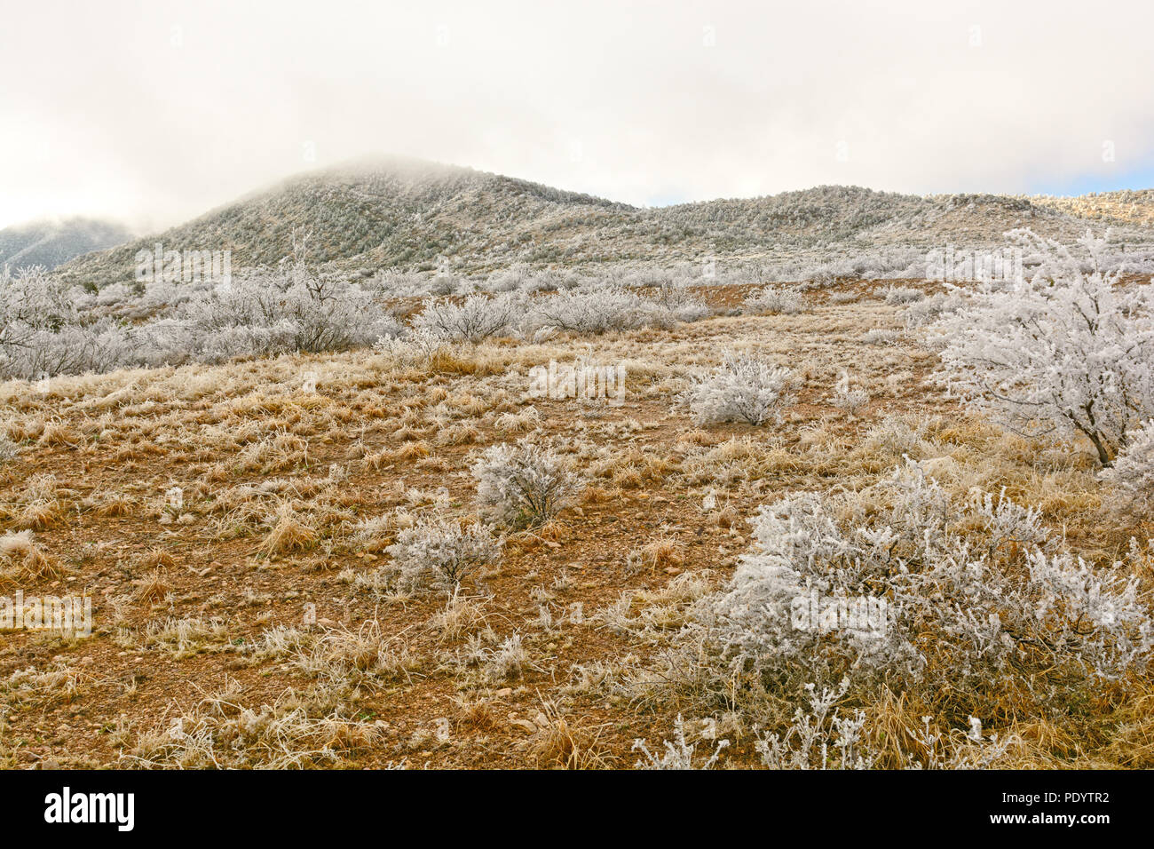 Wüste nach einem Ice Storm in der Nähe von Alpine, Texas Stockfoto