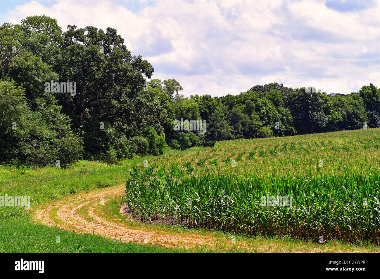 Franklin Grove, Illinois, USA. Die Kante eines großen Maisfeld durch einen Baum-beladenen Landschaft begrenzt. Stockfoto