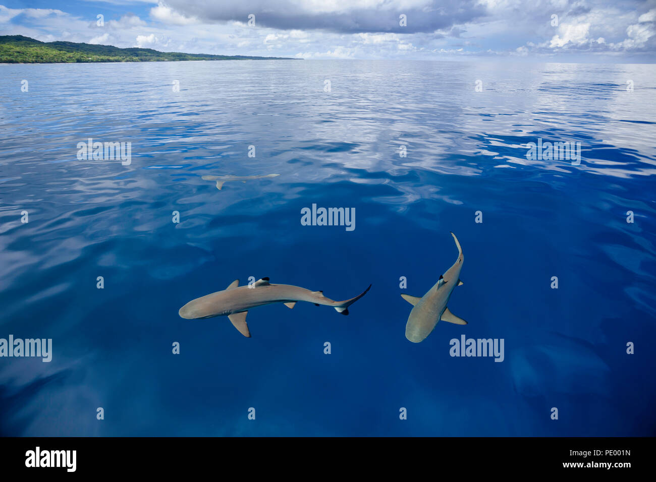Schwarzspitzen Riffhaie, Carcharhinus melanopterus, vor der Insel Yap in Mikronesien. Ja, das ist ein echtes Foto. Keine digitale Manipulation. Stockfoto