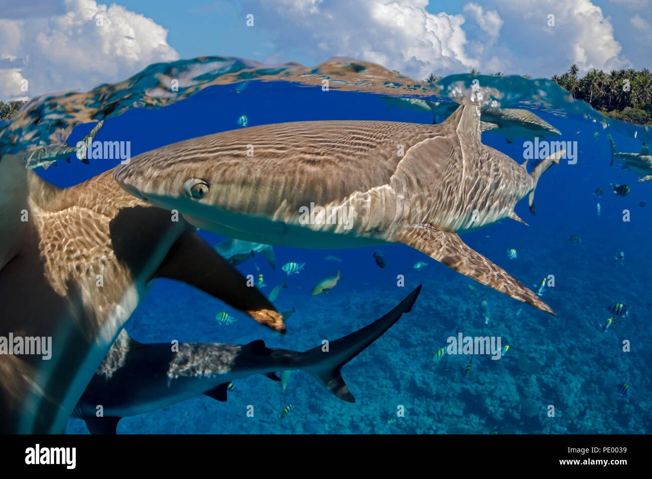 Eine Hälfte oben, die Hälfte unter Ansicht der Schwarzspitzen Riff Haie, Carcharhinus Melanopterus, aus der Insel Yap, Mikronesien. Stockfoto