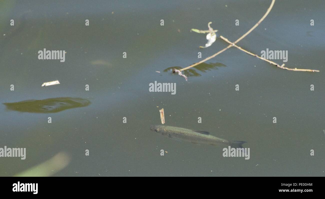 Die jolley Sailor Saltford Stockfoto