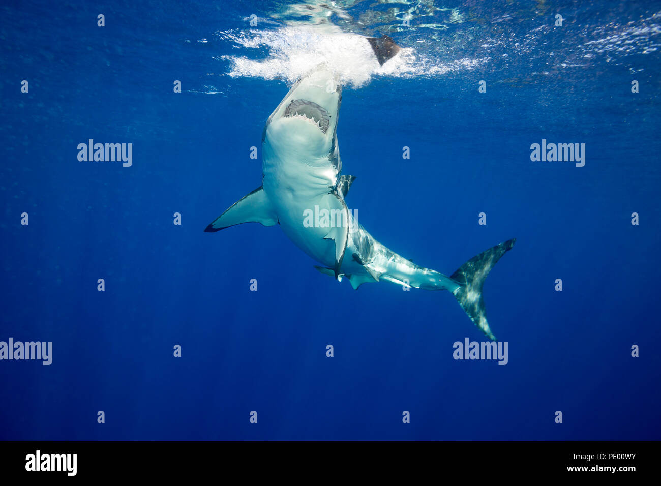 Diese great white shark, Carcharodon carcharias, fotografiert wurde versucht zu beißen ein Stück Köder benutzt es anzuziehen, der Fotograf, wurde. Stockfoto