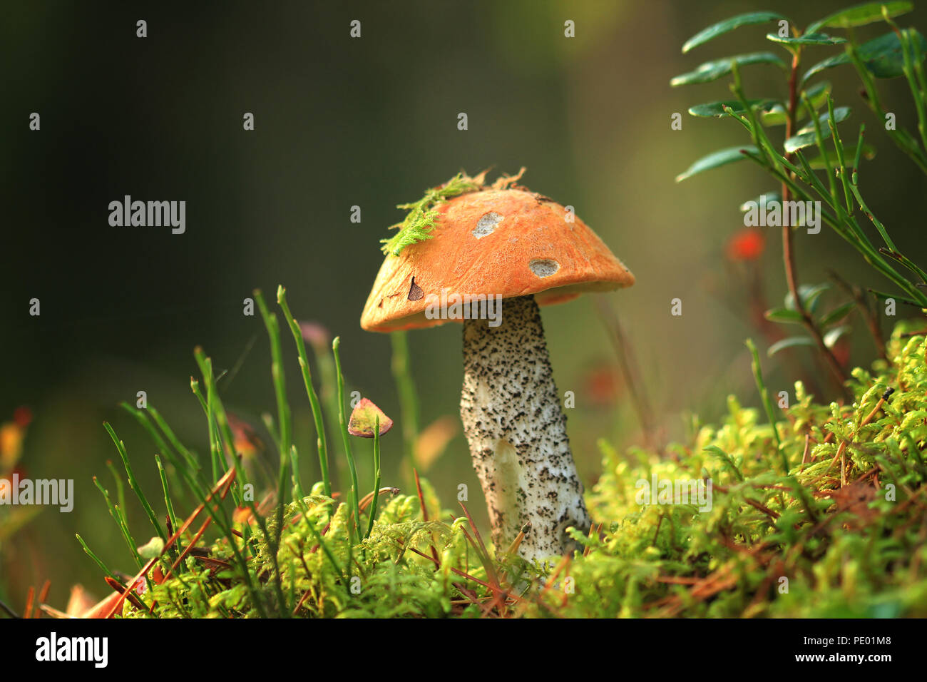 Steinpilze wachsen in der Litauischen Wald Stockfoto