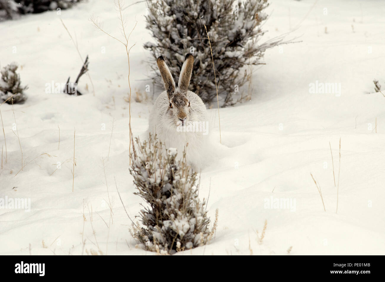 Whitetail Jackrabbit - Prairie Hase - weiße Buchse - im Schnee (Lepus townsendi) - Yellowstone - USA Lievre de Townsend - Lievre eine Queue blanche-d Stockfoto