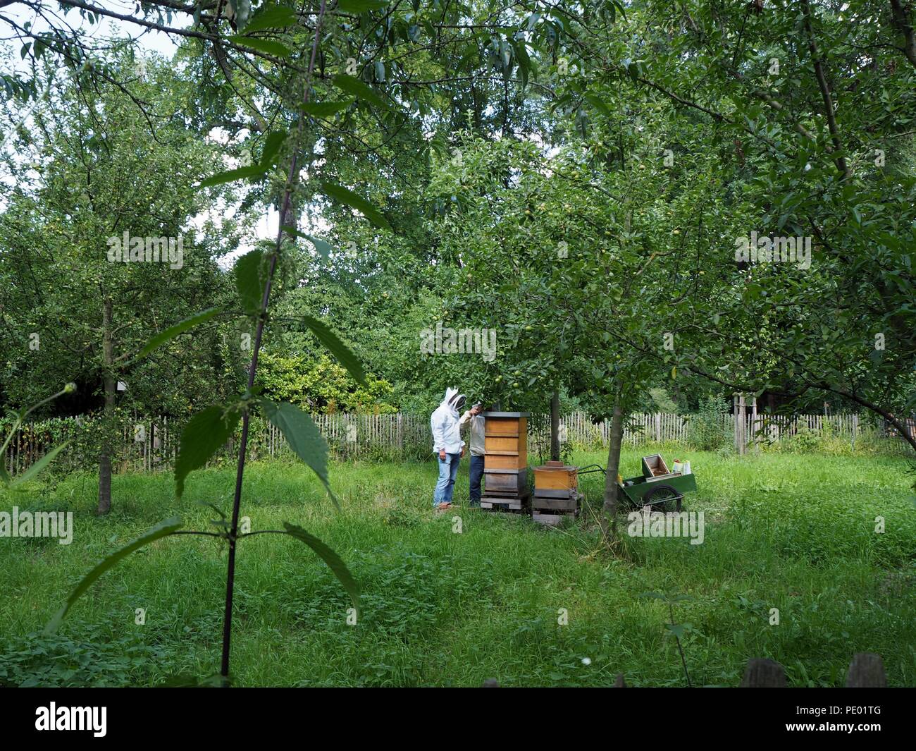Imker bei der Arbeit unter einer grünen Baum auf einer grünen Wiese Stockfoto