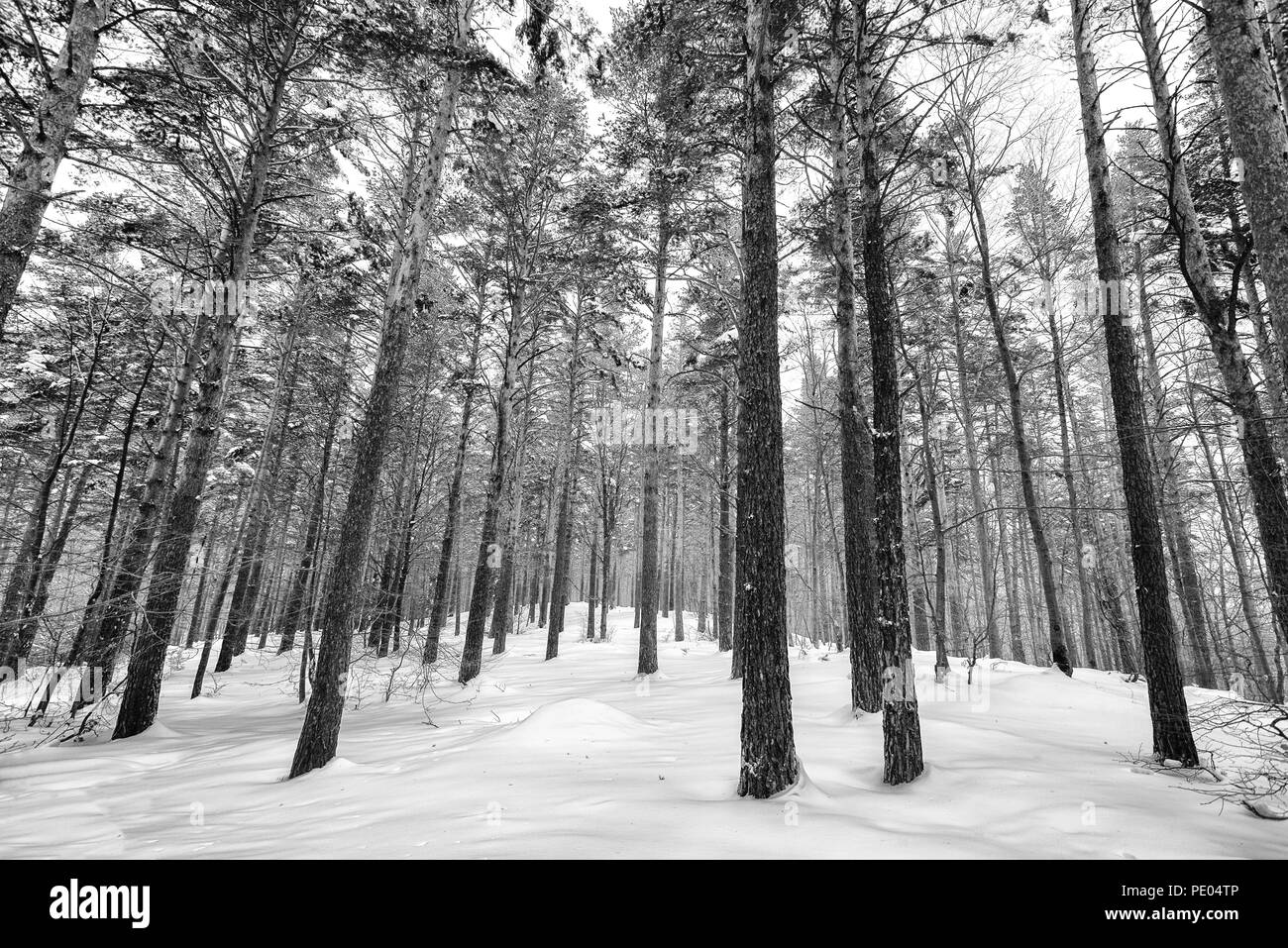 Schnee bedeckt Bäume im Winter Wald. Winter Wald mit Bäumen. Schwarz-Weiß-Bild Stockfoto